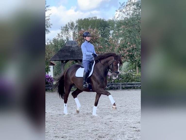 Westphalien Jument 6 Ans 166 cm Alezan brûlé in Schijndel
