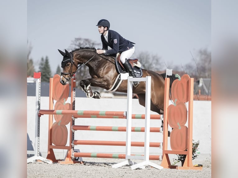 Westphalien Jument 6 Ans 166 cm Bai brun in Oberheldrungen