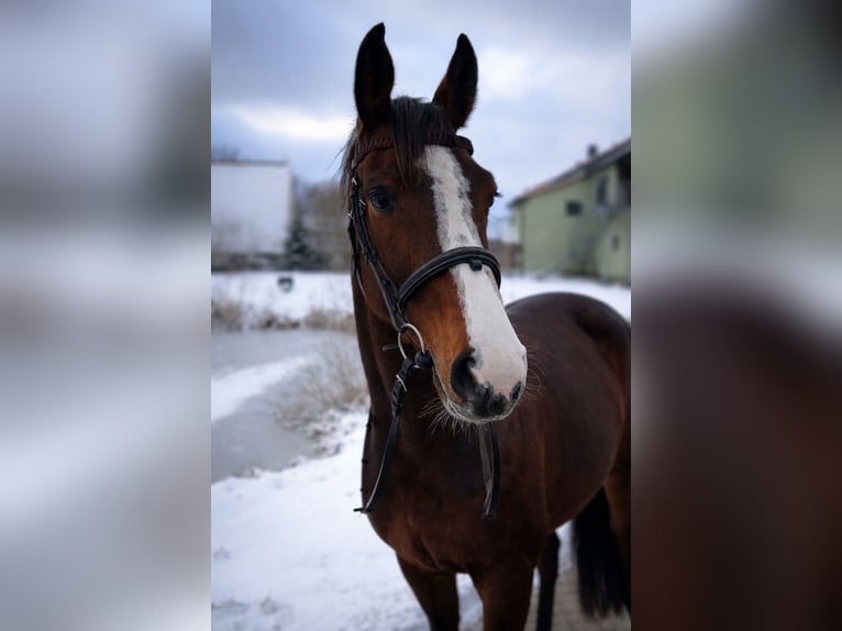 Westphalien Jument 6 Ans 166 cm Bai brun in Gadebusch