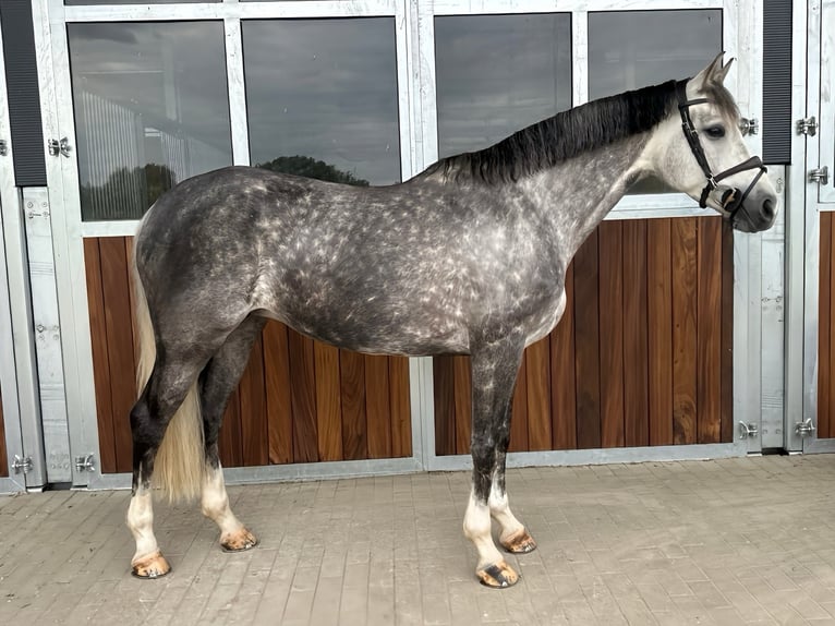 Westphalien Jument 6 Ans 166 cm Gris in Kamenz