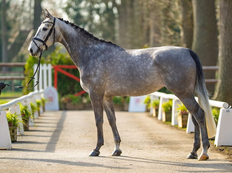 Westphalien Jument 6 Ans 166 cm Gris in Münster-Handorf