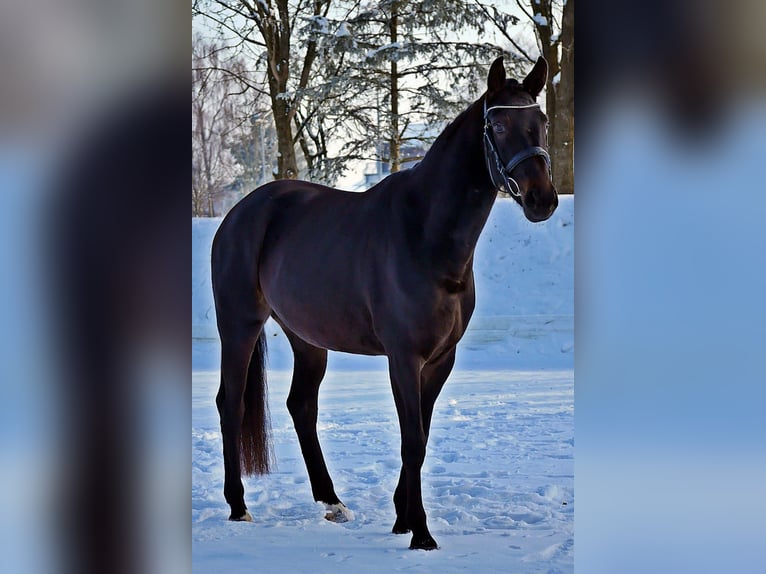 Westphalien Jument 6 Ans 166 cm Noir in Bad Wörishofen