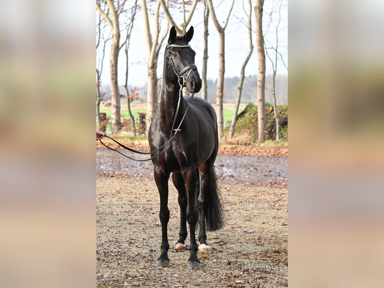 Westphalien Jument 6 Ans 166 cm Noir in Kutenholz