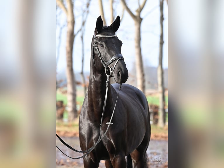 Westphalien Jument 6 Ans 166 cm Noir in Kutenholz