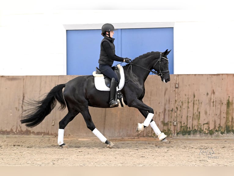 Westphalien Jument 6 Ans 166 cm Noir in Kutenholz