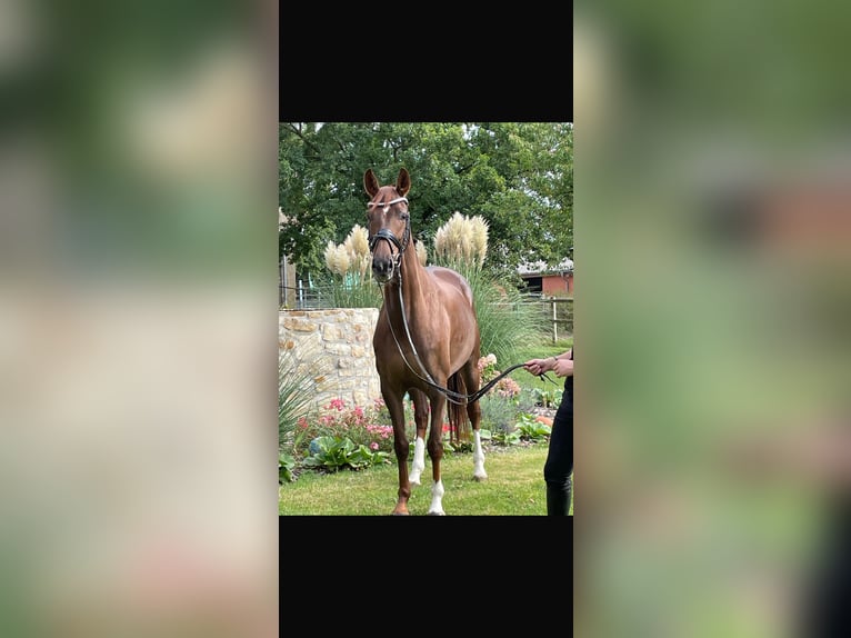 Westphalien Jument 6 Ans 167 cm Alezan brûlé in IbbenbürenIbbenbüren