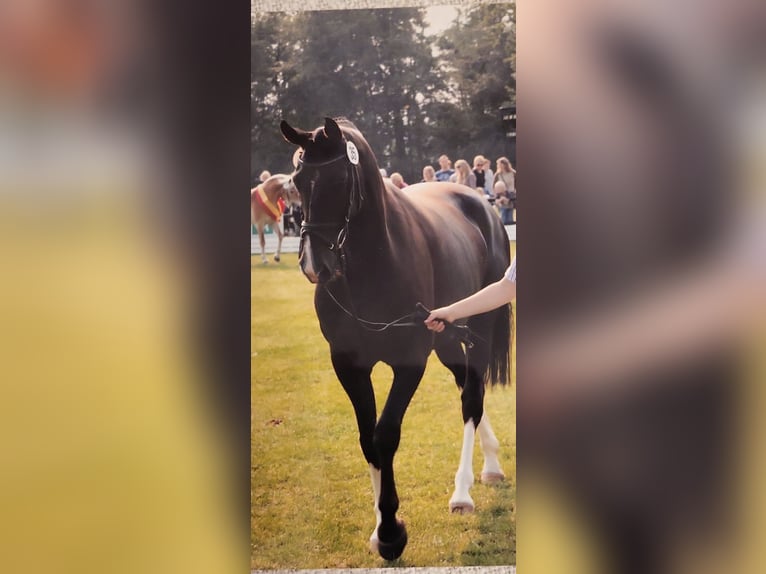 Westphalien Jument 6 Ans 167 cm Alezan brûlé in IbbenbürenIbbenbüren