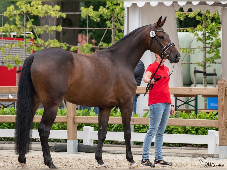 Westphalien Jument 6 Ans 167 cm Bai brun in Wietmarschen