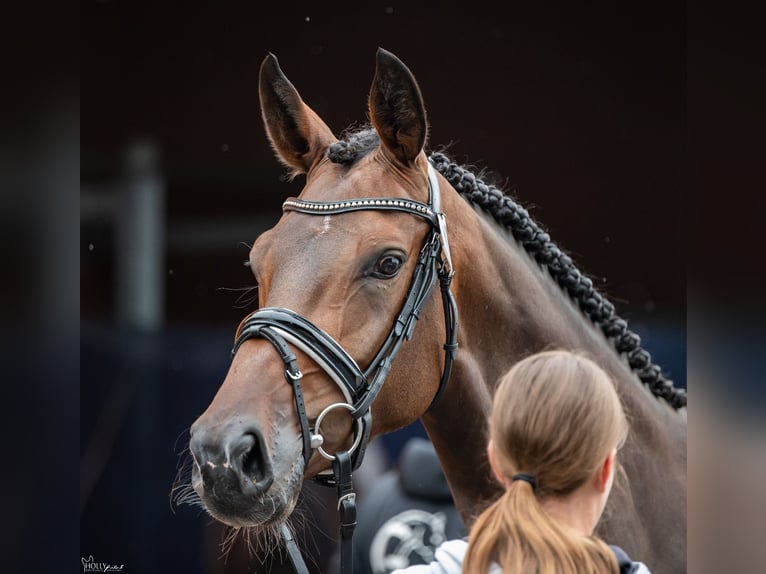 Westphalien Jument 6 Ans 167 cm Bai brun in Wietmarschen