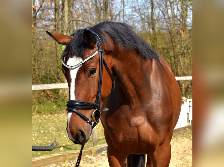 Westphalien Jument 6 Ans 167 cm Bai in Neuss