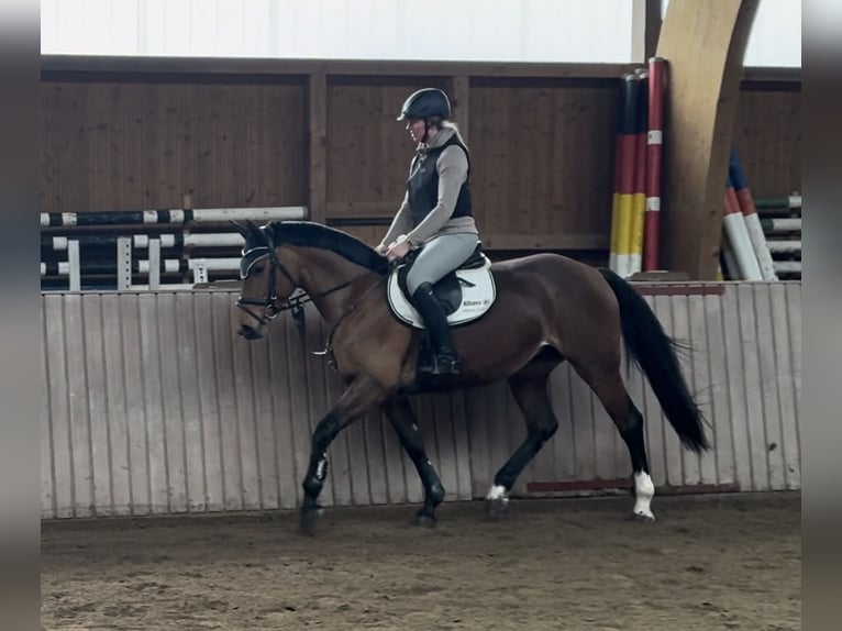 Westphalien Jument 6 Ans 167 cm Bai in Schenklengsfeld