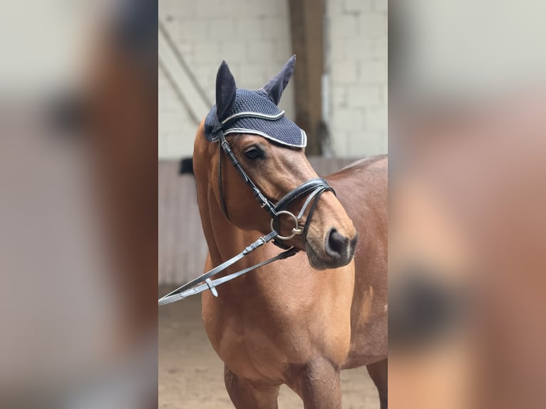 Westphalien Jument 6 Ans 167 cm Bai in Schenklengsfeld