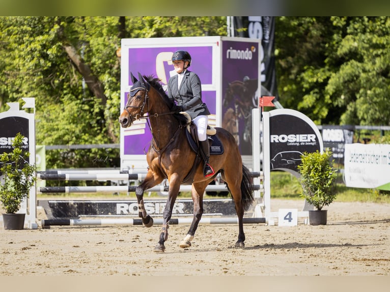 Westphalien Jument 6 Ans 167 cm Bai in Fröndenberg