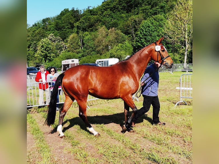 Westphalien Jument 6 Ans 167 cm Bai in Frankenberg