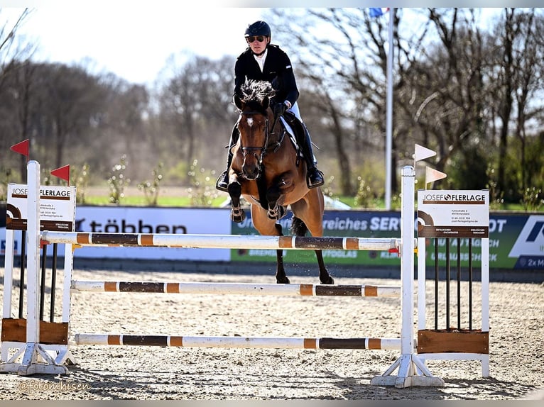 Westphalien Jument 6 Ans 167 cm Bai in Wettrup