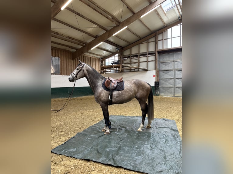 Westphalien Jument 6 Ans 167 cm Gris (bai-dun) in AhausAhaus