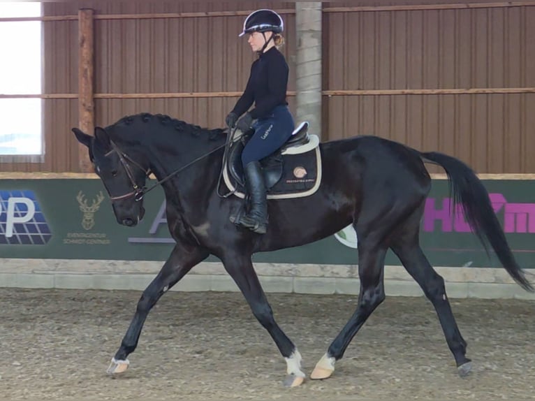 Westphalien Jument 6 Ans 167 cm Noir in Schattendorf