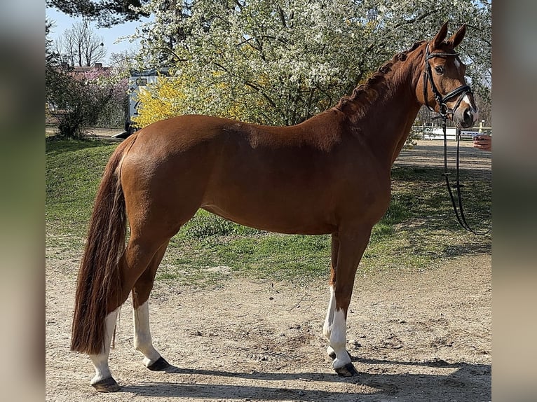 Westphalien Jument 6 Ans 168 cm Alezan in Darmstadt