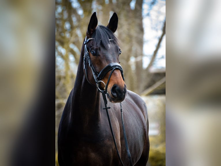 Westphalien Jument 6 Ans 168 cm Bai brun in M&#xFC;nster