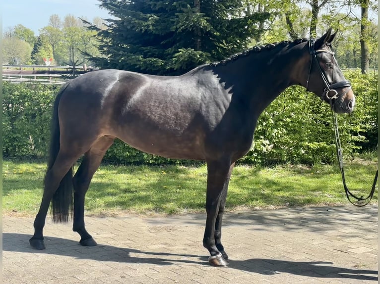 Westphalien Jument 6 Ans 168 cm Bai brun foncé in Ibbenbüren