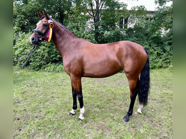 Westphalien Jument 6 Ans 168 cm Bai in Bitterfeld