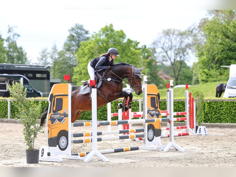 Westphalien Jument 6 Ans 168 cm Bai in Wittichenau