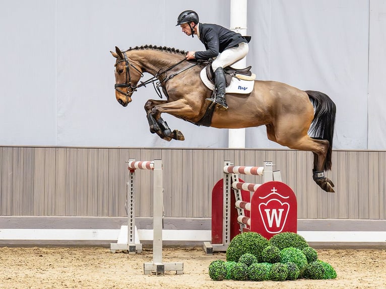 Westphalien Jument 6 Ans 168 cm Bai in Münster-Handorf