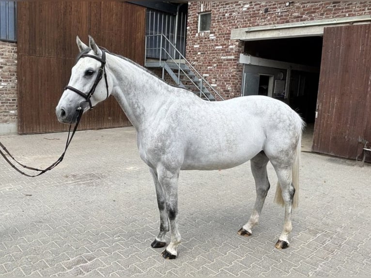 Westphalien Jument 6 Ans 168 cm Gris in Grevenbroich