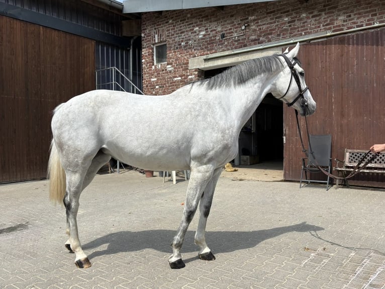 Westphalien Jument 6 Ans 168 cm Gris in Grevenbroich