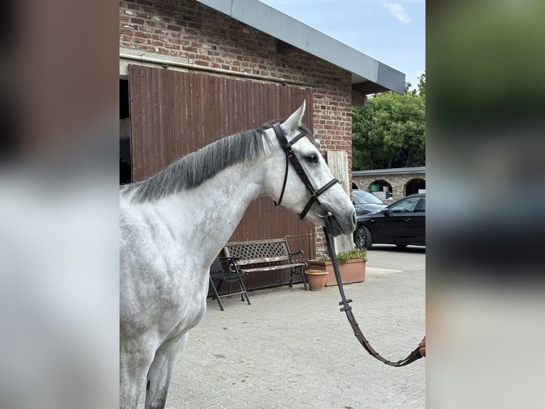 Westphalien Jument 6 Ans 168 cm Gris in Grevenbroich