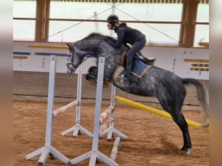 Westphalien Jument 6 Ans 168 cm Gris pommelé in Ellwangen (Jagst)