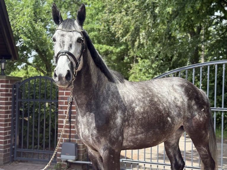 Westphalien Jument 6 Ans 168 cm Gris pommelé in Münster