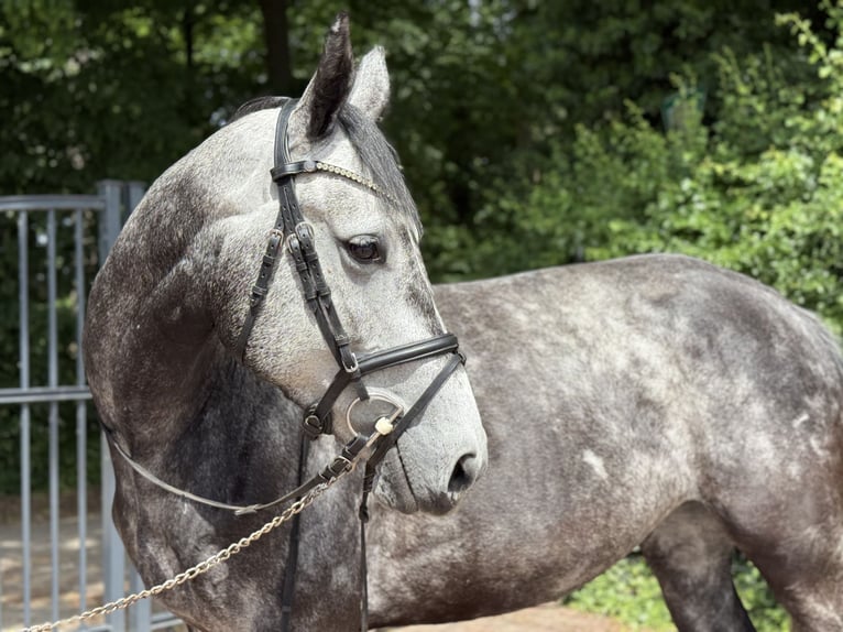 Westphalien Jument 6 Ans 168 cm Gris pommelé in Münster