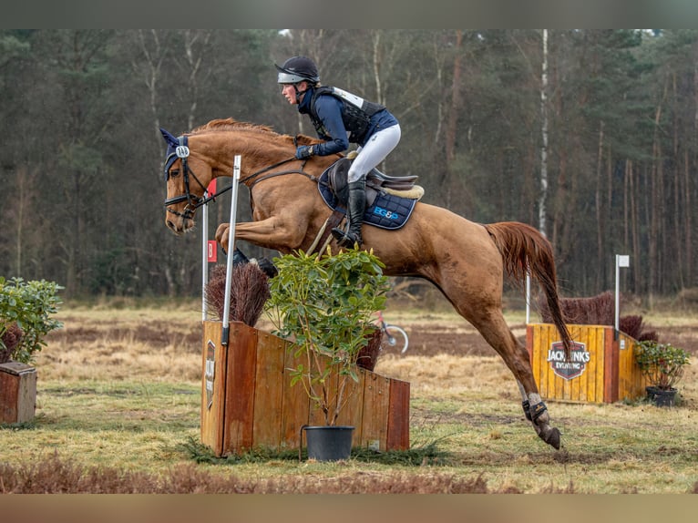 Westphalien Jument 6 Ans 170 cm Alezan in Bruchsal