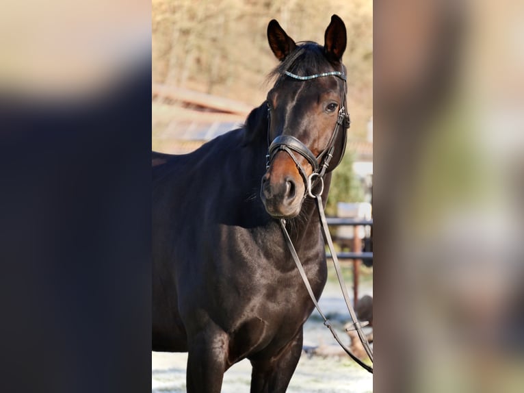 Westphalien Jument 6 Ans 170 cm Bai brun in Schenklengsfeld