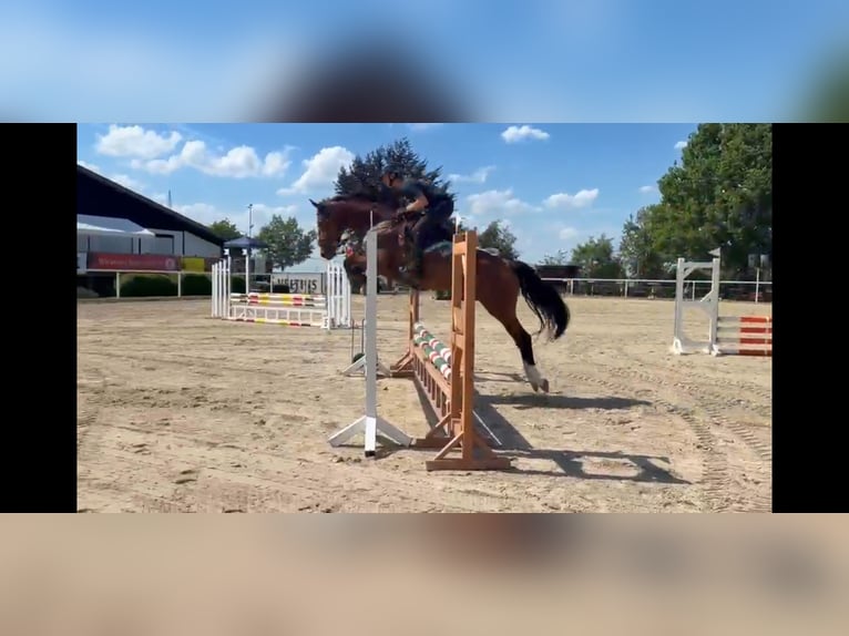 Westphalien Jument 6 Ans 170 cm Bai in Fröndenberg