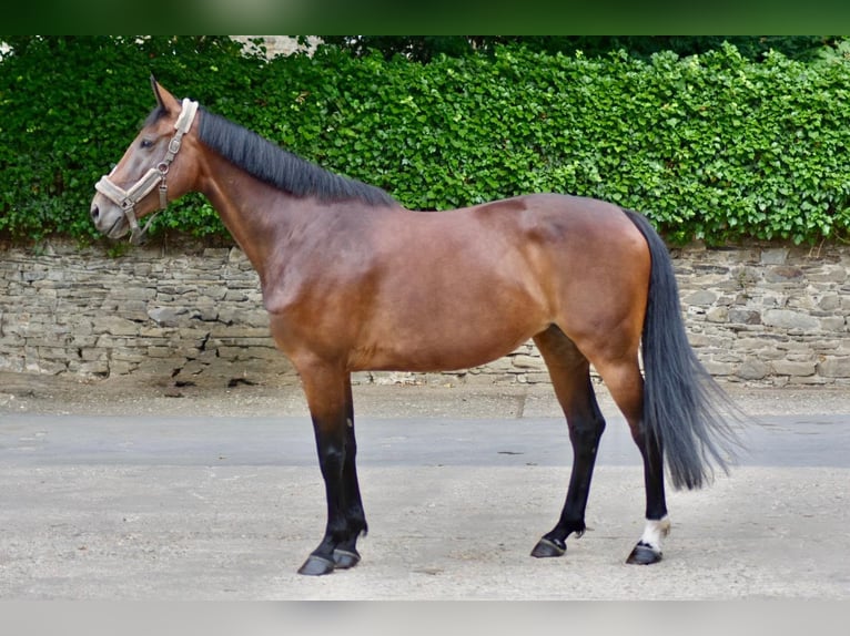 Westphalien Jument 6 Ans 170 cm Bai in Ratingen