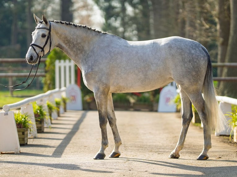 Westphalien Jument 6 Ans 170 cm Gris in Münster-Handorf
