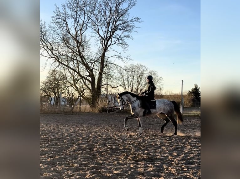 Westphalien Jument 6 Ans 170 cm Gris pommelé in Havelberg