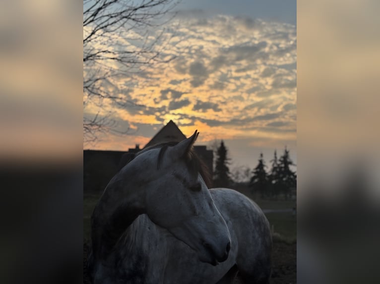 Westphalien Jument 6 Ans 170 cm Gris pommelé in Havelberg