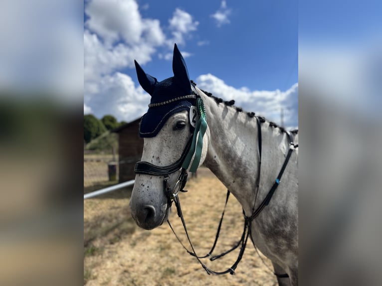 Westphalien Jument 6 Ans 170 cm Gris pommelé in Havelberg