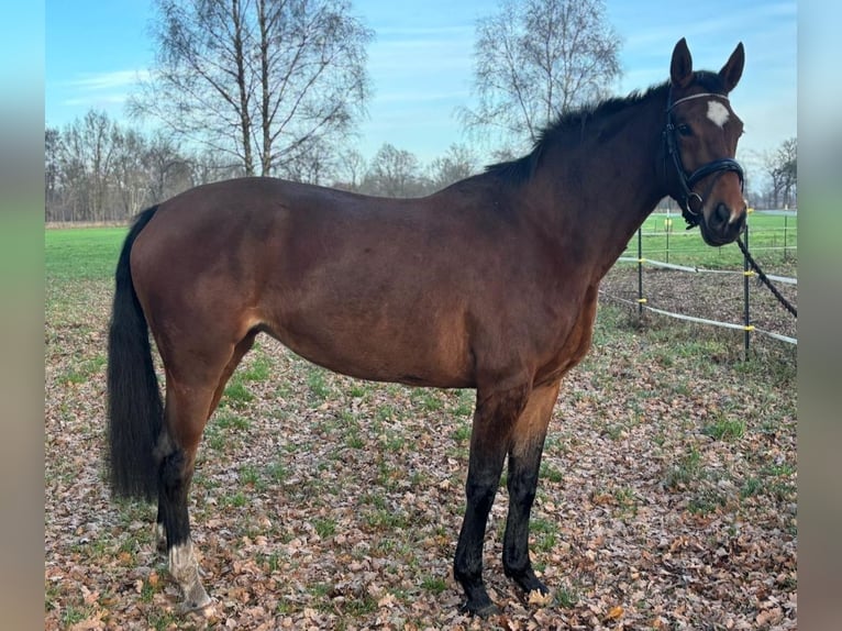 Westphalien Jument 6 Ans 172 cm Bai in Heek