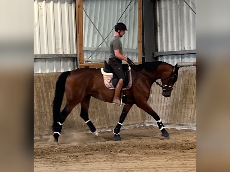 Westphalien Jument 6 Ans 172 cm Bai in Geldern