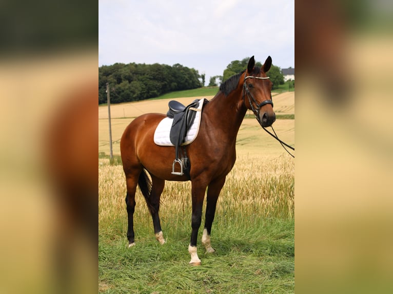 Westphalien Jument 6 Ans 172 cm Bai in Beverungen