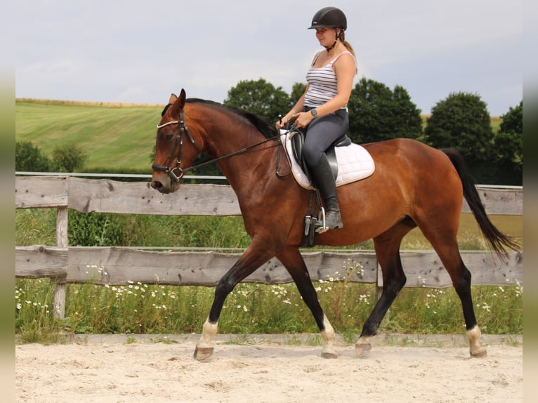 Westphalien Jument 6 Ans 172 cm Bai in Beverungen