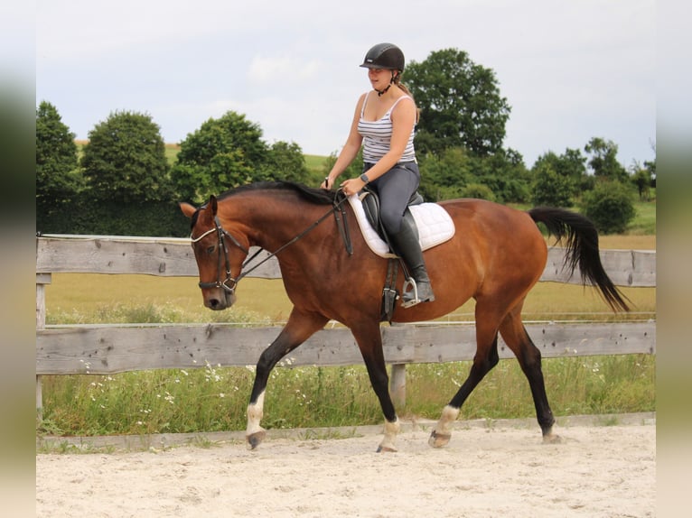 Westphalien Jument 6 Ans 172 cm Bai in Beverungen