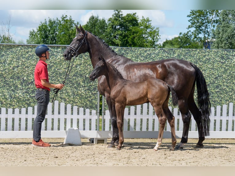 Westphalien Jument 6 Ans 172 cm Noir in Hagen Westphalien Jument 6 Ans 172 cm Noir in Hagen