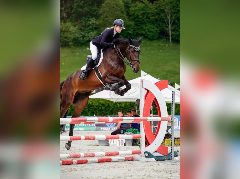 Westphalien Jument 6 Ans 173 cm Bai in Mote&#x161;ice