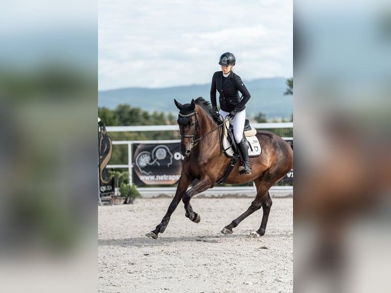 Westphalien Jument 6 Ans 173 cm Bai in Mote&#x161;ice