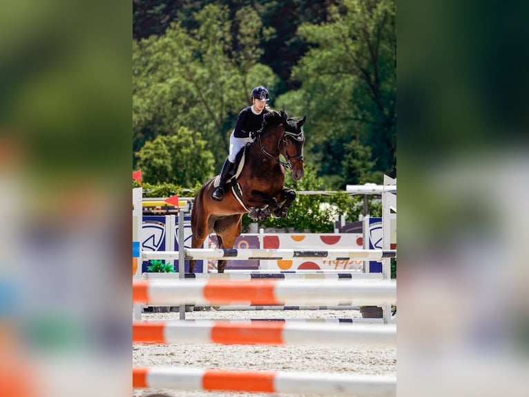 Westphalien Jument 6 Ans 173 cm Bai in Mote&#x161;ice